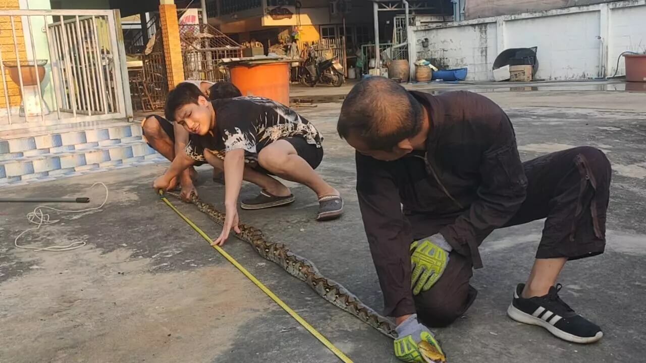 จับงูได้วัดความยาวตกใจ