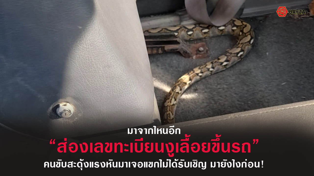 ปกผวาเจองูอยู่บนรถ