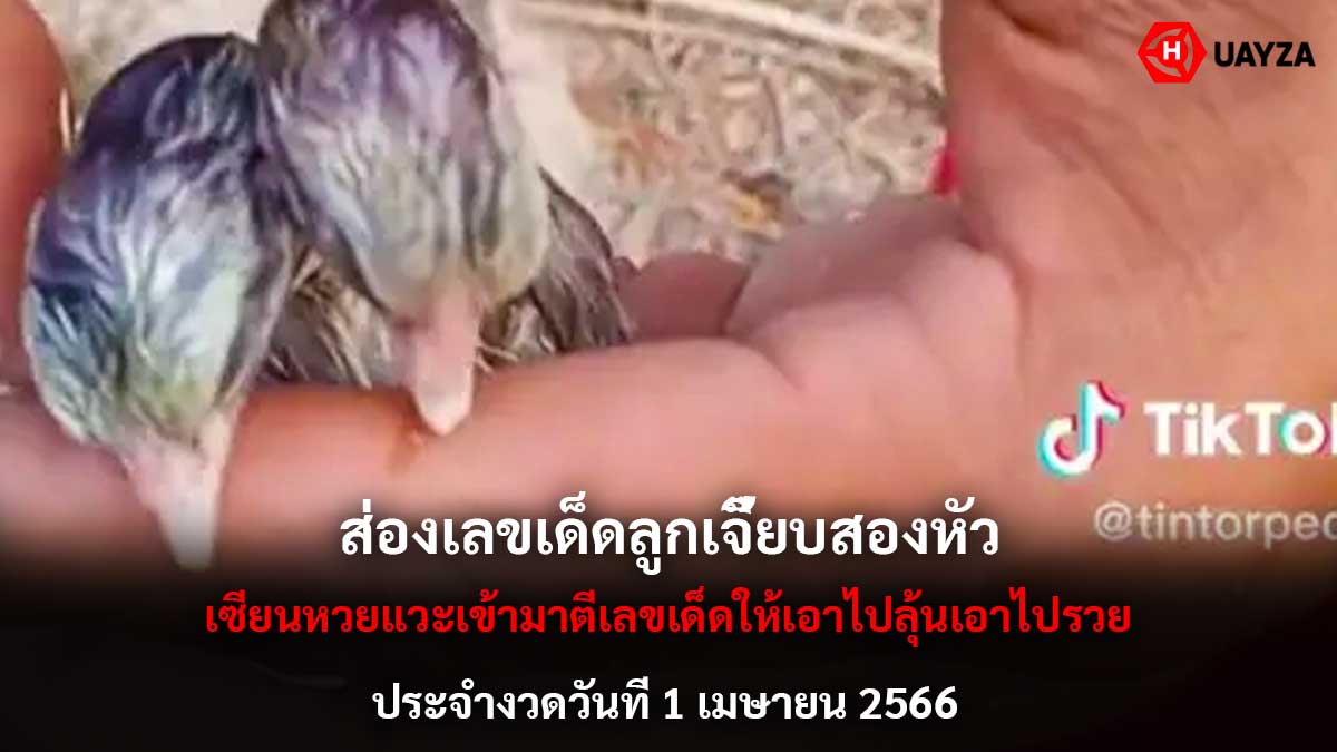 ส่องเลขเด็ดลูกเจี๊ยบสองหัว