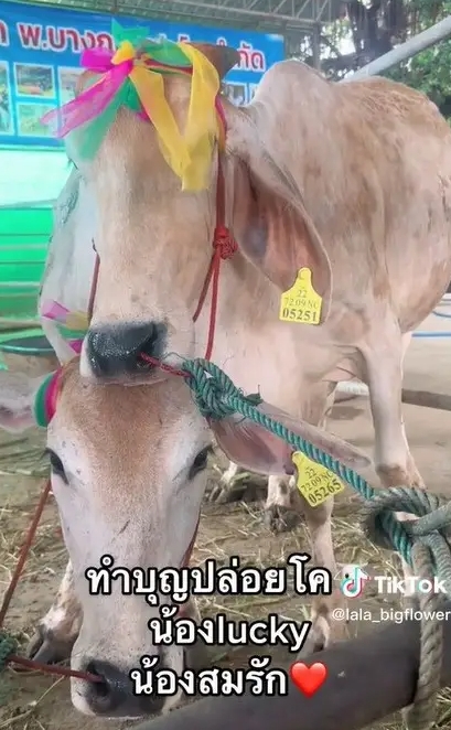 เลขเด็ด ลาล่า-ธัญญ่า ควงแขนทำบุญใหญ่
