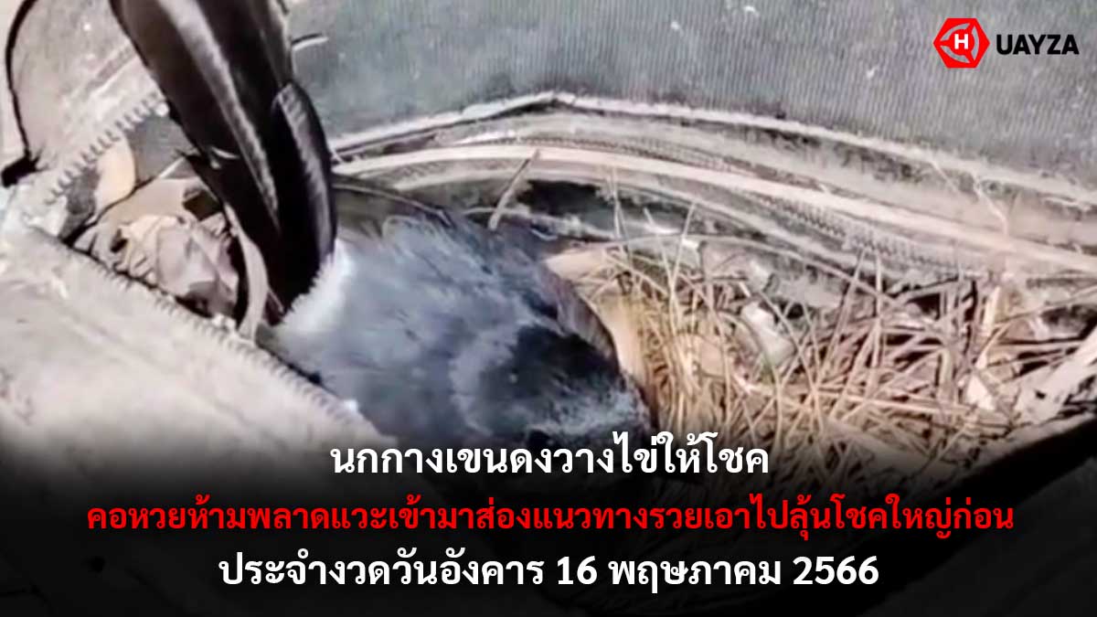 นกกางเขนดงวางไข่ให้โชค 16 5 66
