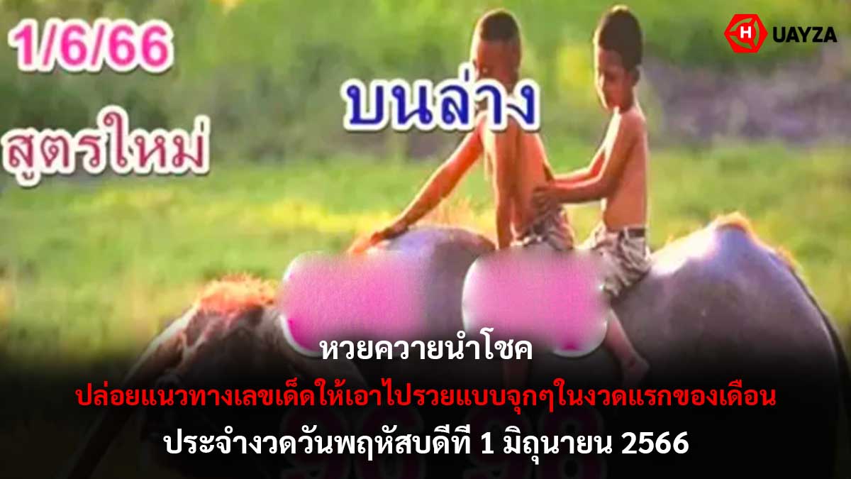หวยควายนำโชค 1 6 66