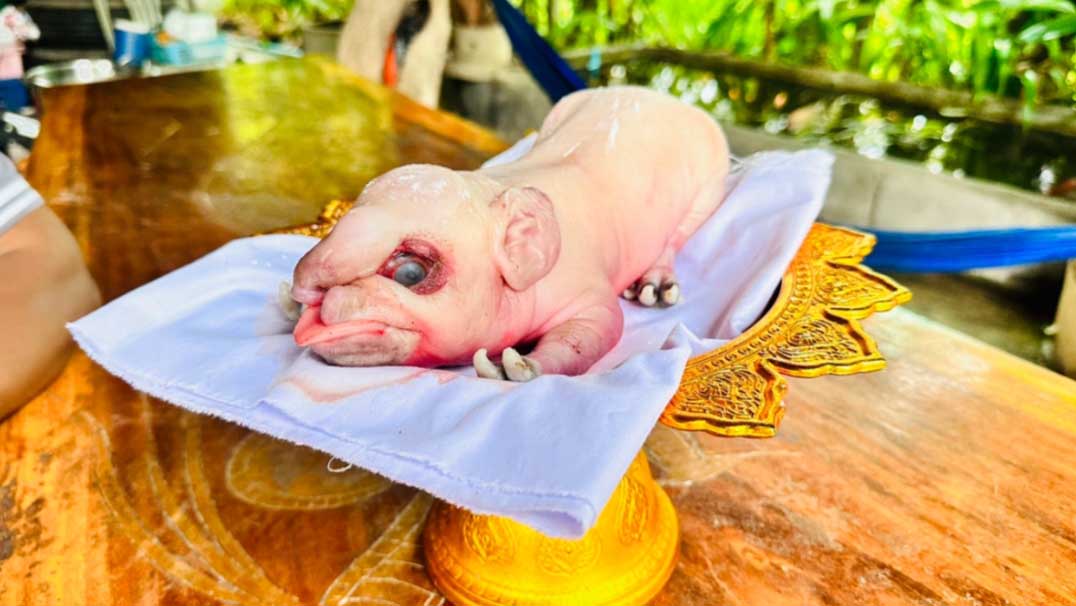 หวยลูกหมูแปลก1 มิถุนายน 2566