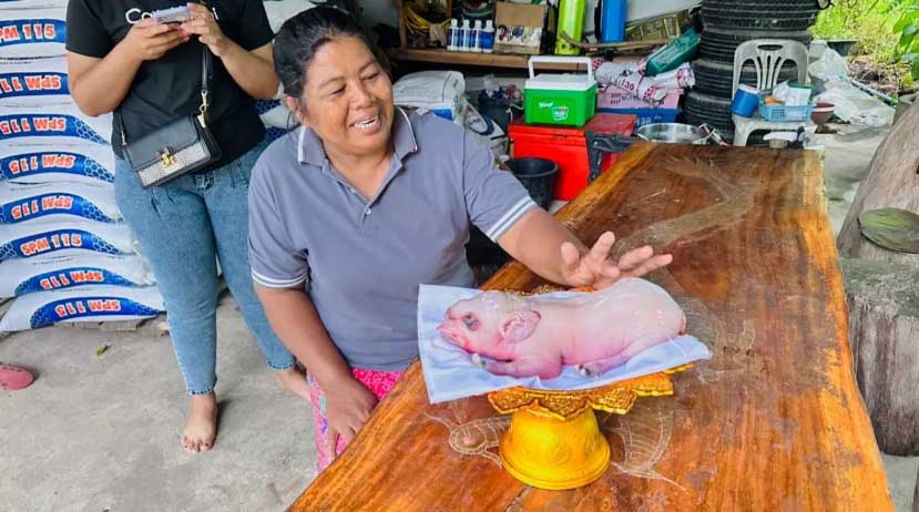 หวยลูกหมูแปลกมีหูใหญ่มีจมูกประหลาด 1 6 66 