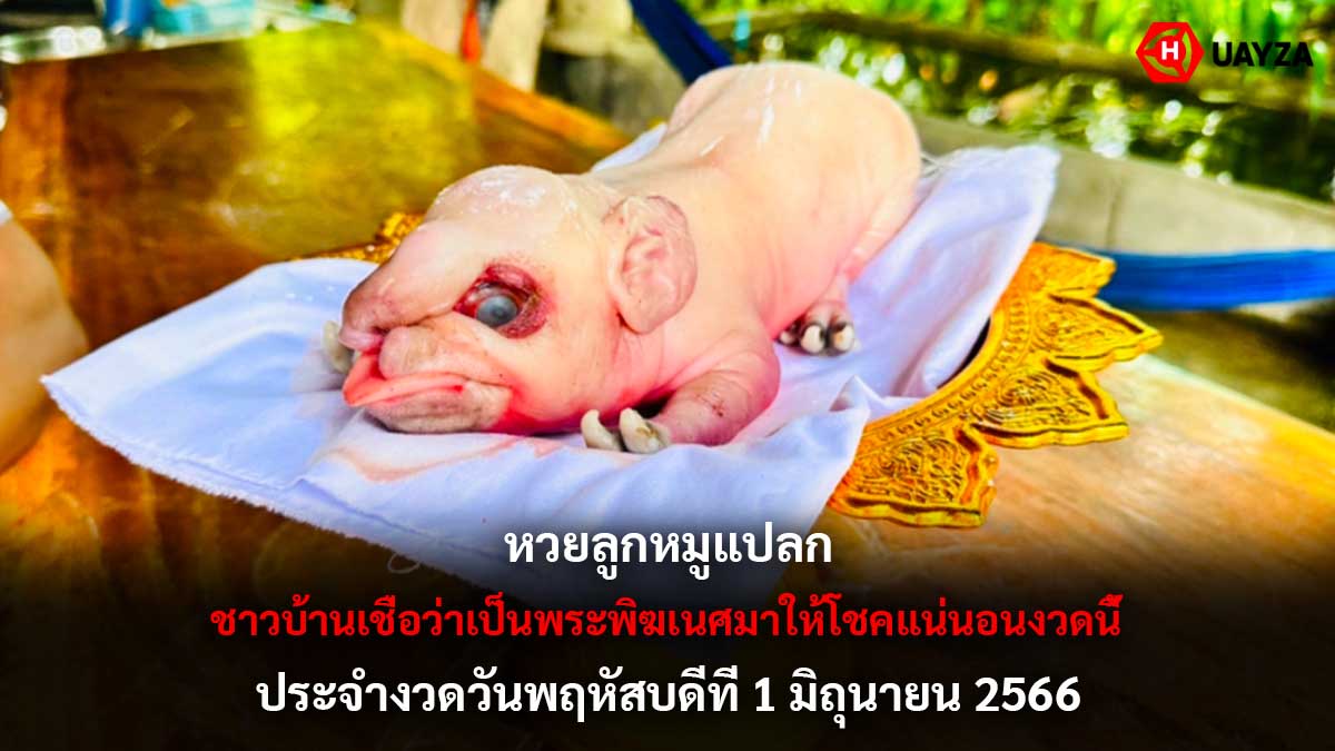 หวยลูกหมูแปลก 1 6 66