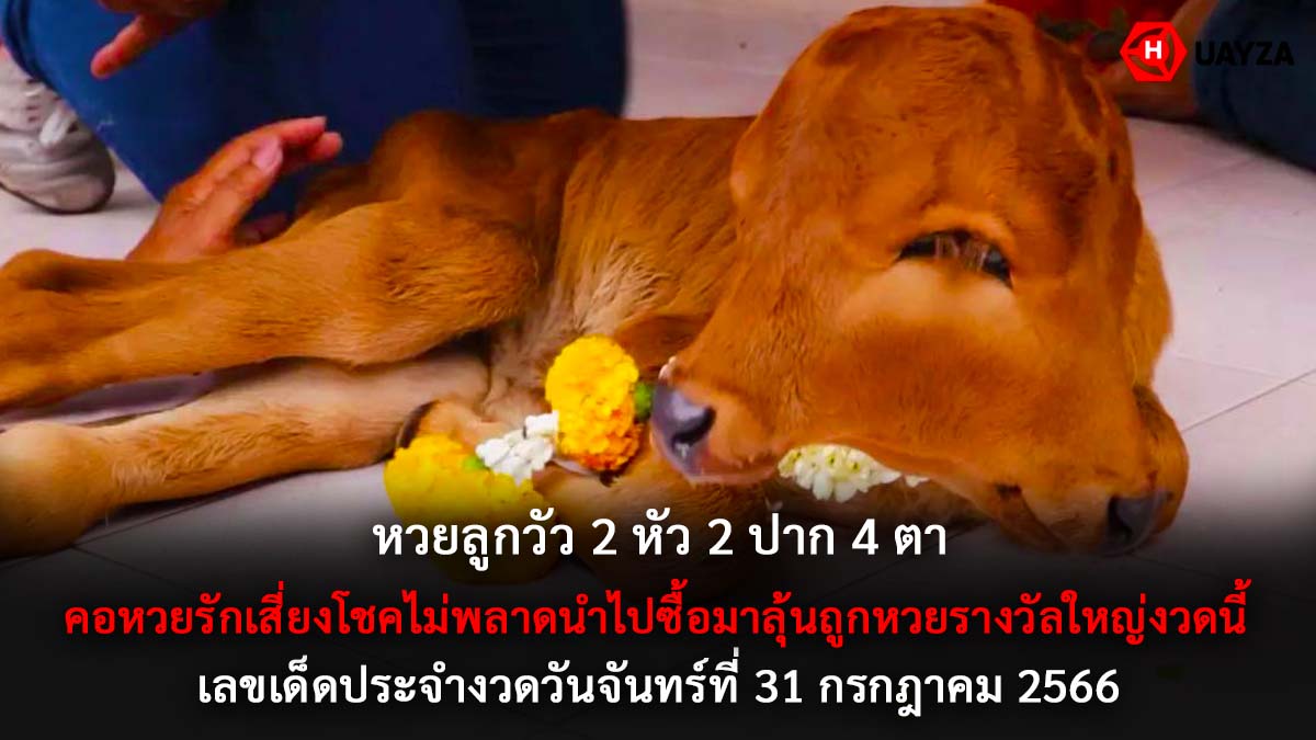 หวยลูกวัว2หัว2ปาก4ตา 31 7 66