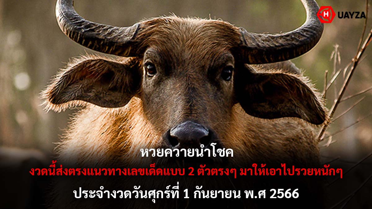 หวย ควายนำโชค 1 9 66