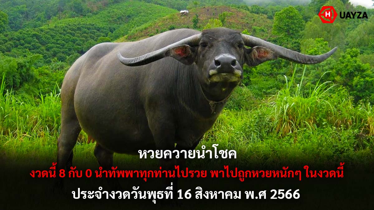 หวยควายนำโชค 16 8 66
