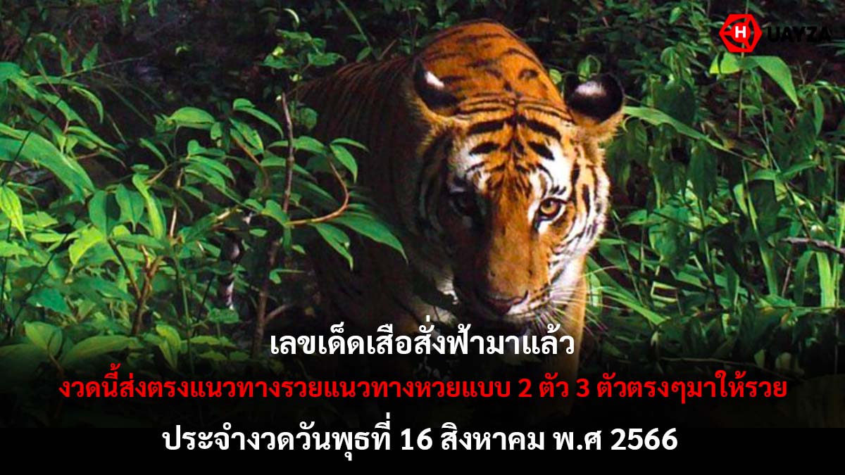 เลขเด็ดเสือสั่งฟ้า 16 8 66