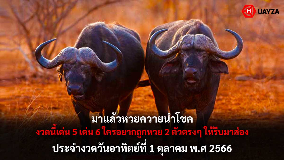 หวยควายนำโชค 1 10 66