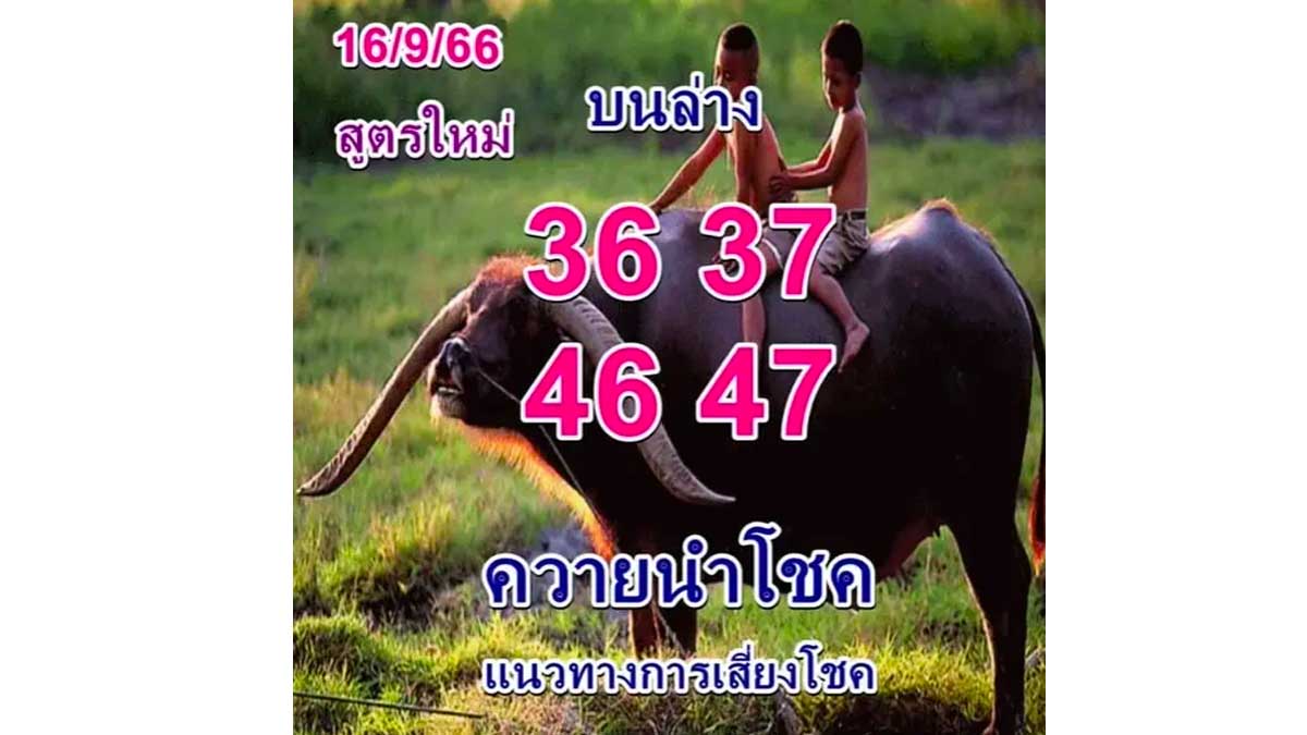 หวยควายนำโชค งวด 16 กันยายน 2566