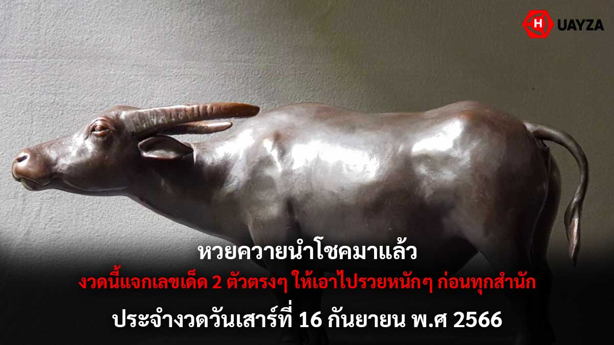 หวยควายนำโชค งวด 16 9 66