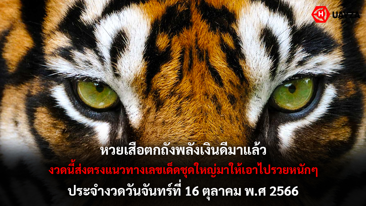 เสือตกถังพลังเงินดี 16 10 66