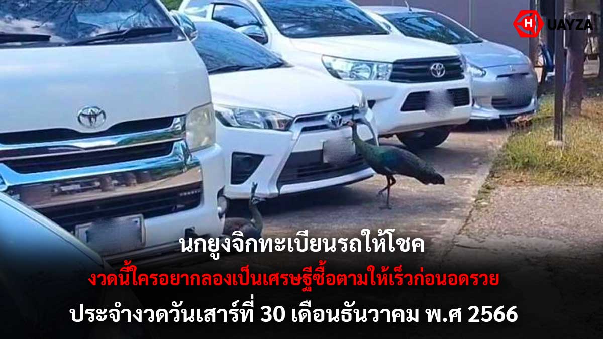หวยนกยูงจิกทะเบียนรถ 30 12 66
