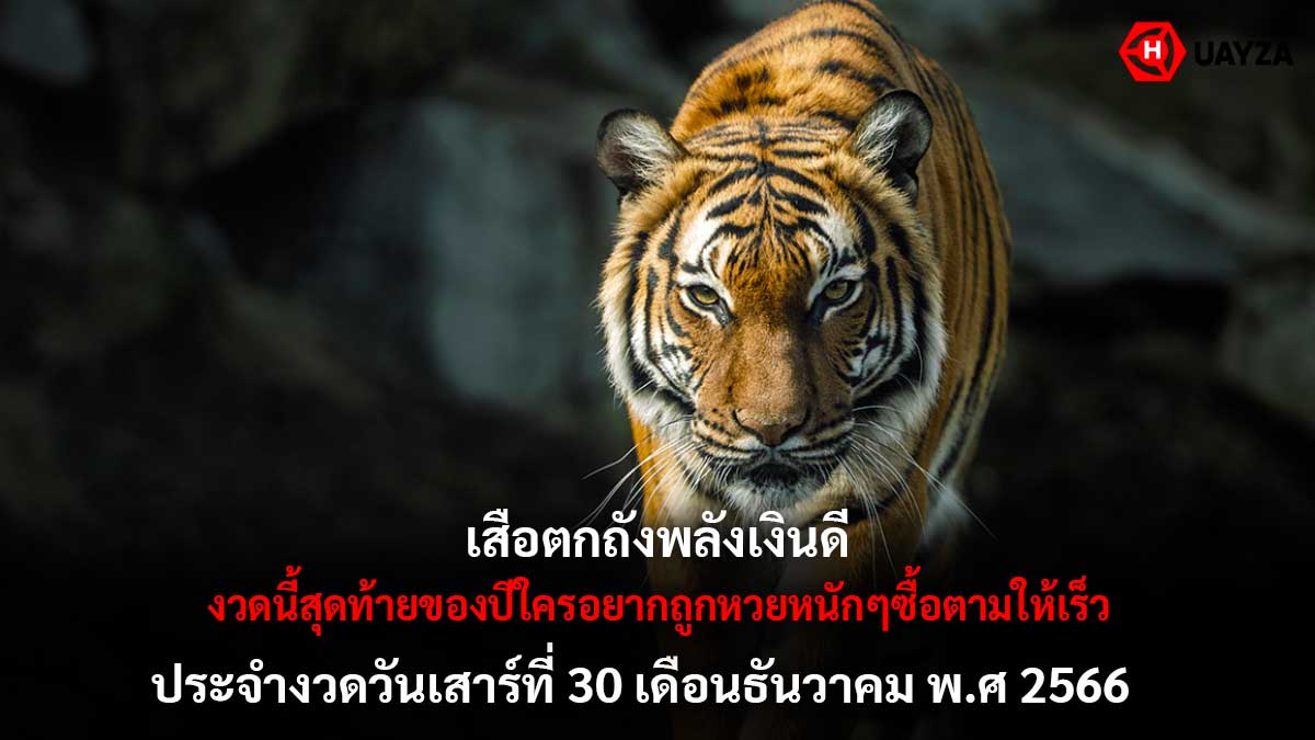เสือตกถังพลังเงินดี 30 12 66