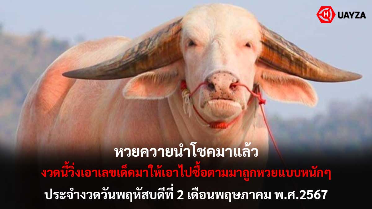 หวยควายนำโชคงวด 2 5 67