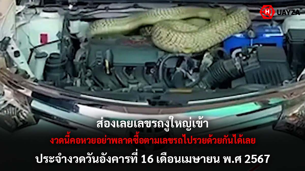 เลขรถงูใหญ่เข้างวด 16 4 67