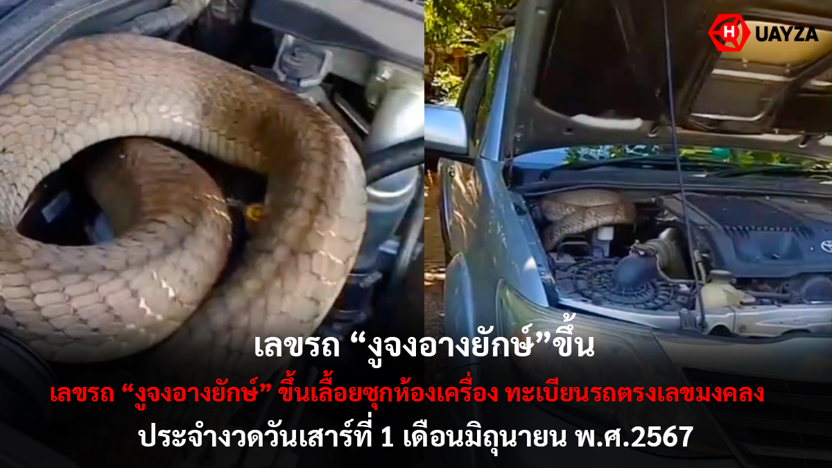 เลขรถงูจงอางยักษ์ขึ้น 1 6 67