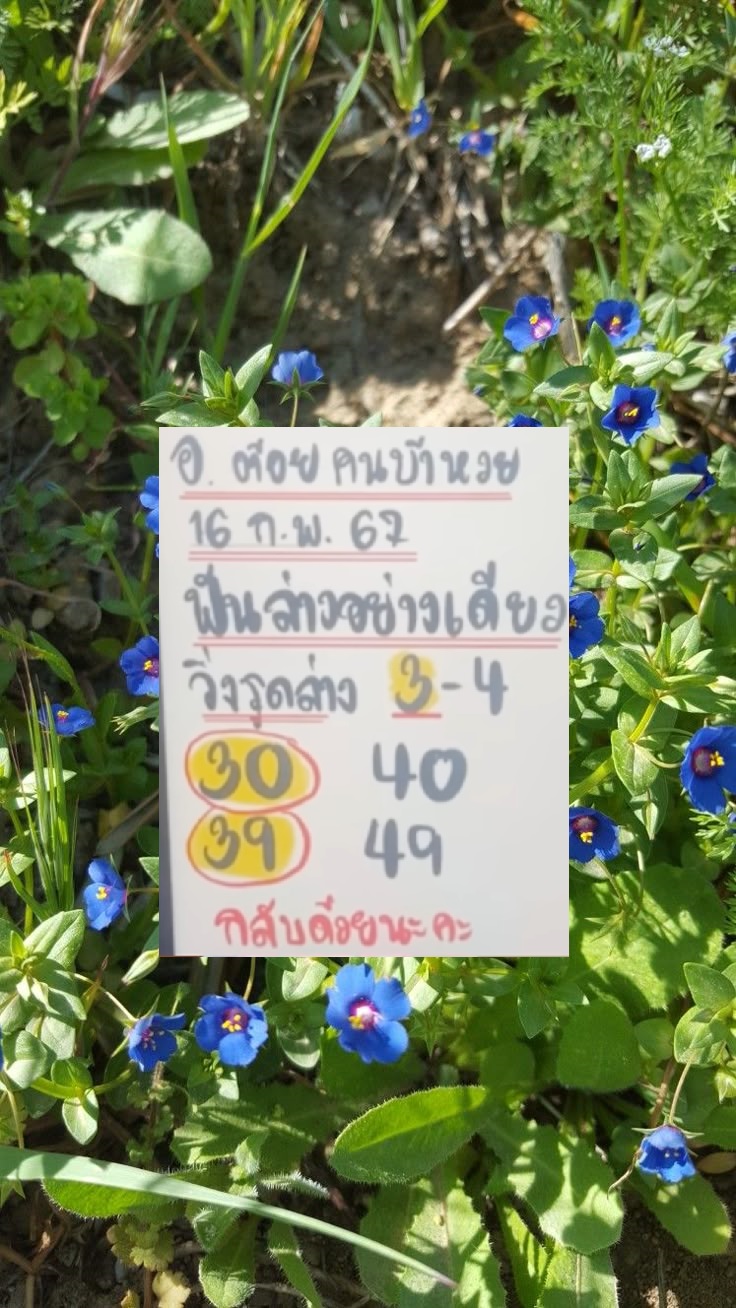เลขเด็ดอาจารย์ต้อยคนบ้าหวย