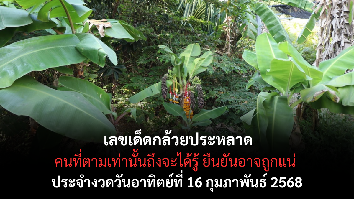 เลขเด็ดกล้วยประหลาด