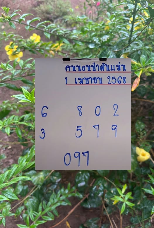 เลขเด็ดคนนอนป่าฝันแม่น 1-4-68