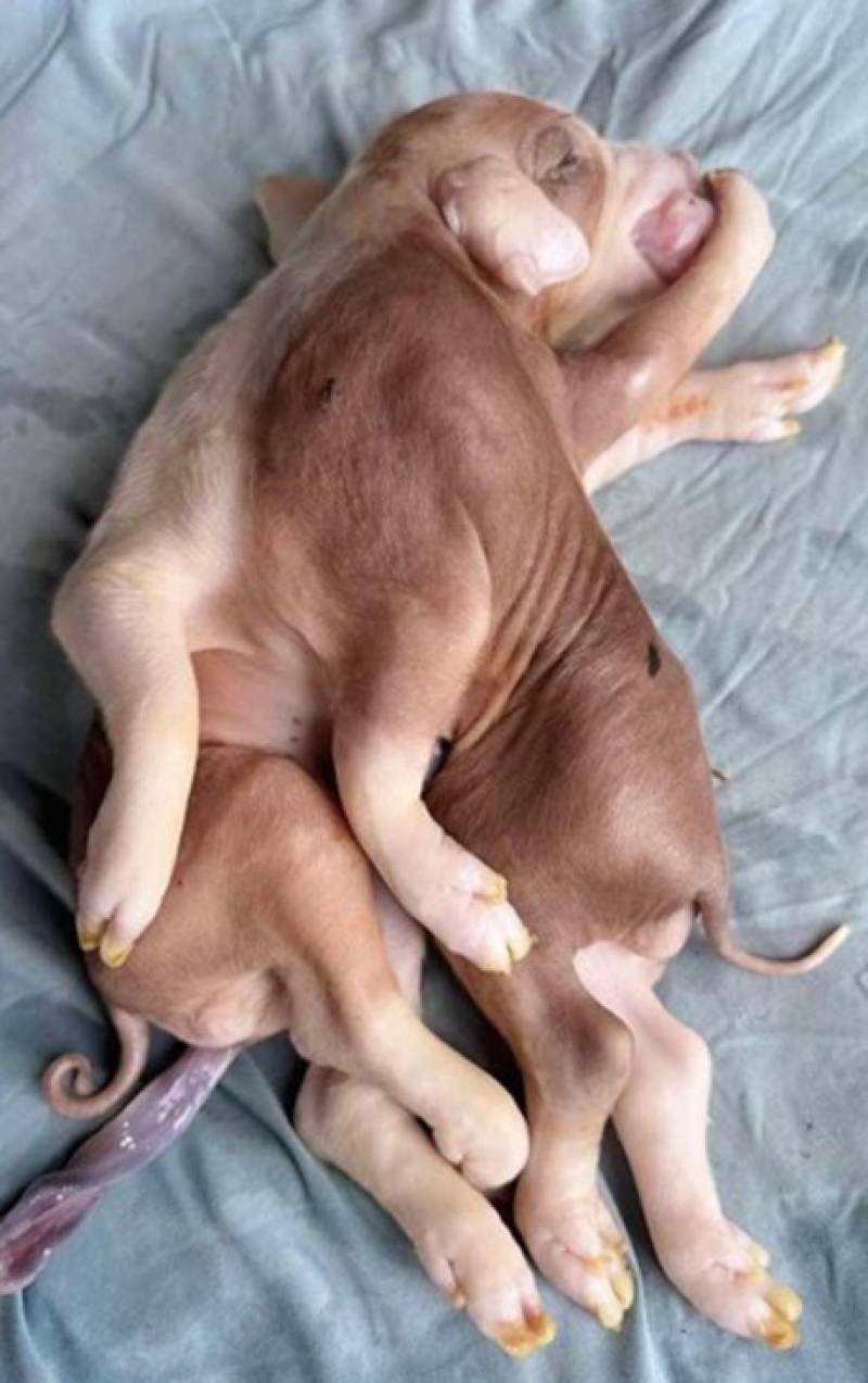 เลขเด็ดลูกหมูประหลาด
