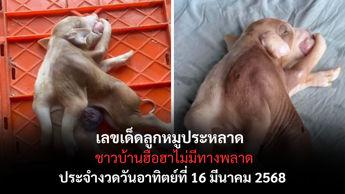 เลขเด็ดลูกหมูประหลาด