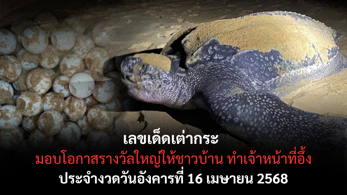 เลขเด็ดเต่ากระ 16 4 68